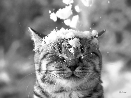 Cat in Snow