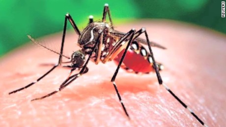 Zika infected mosquito