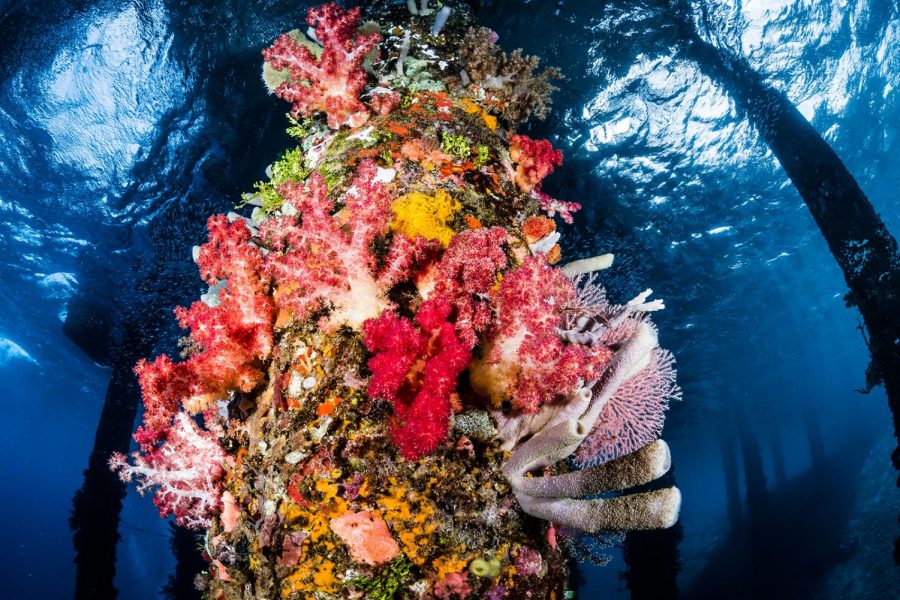 A Thriving Coral Reef in Alor, Indonesia; this is what humans have the potential to maintain by working to mitigate climate change.