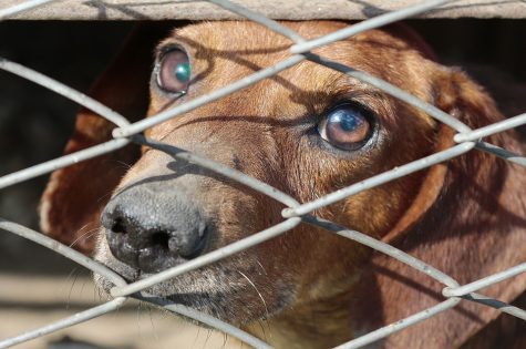 Puppy Mills: Why Are They Problematic?