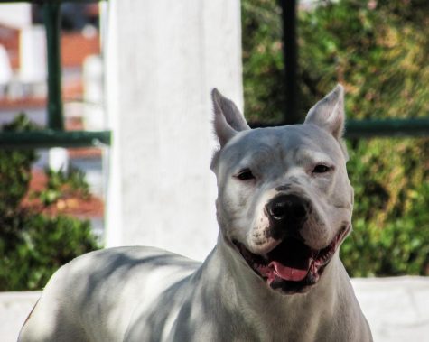 The American Pit Bull Terrier - the breed of Dog Most Commonly Affected by Dogfighting